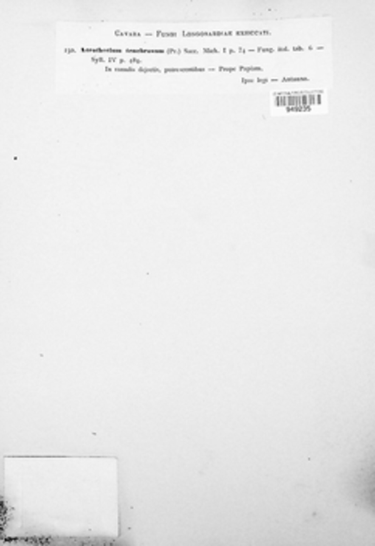 Cacumisporium image